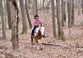 Draft (Percheron, Belgian, Clydesdale, Shire)