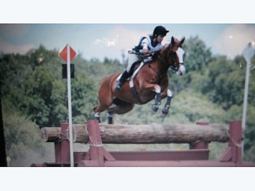 Appendix Stallion for Sale In Spring Green, WI