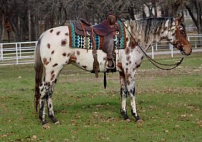 Appaloosa (Appaloosa, Gelding) in Fort Worth, TX