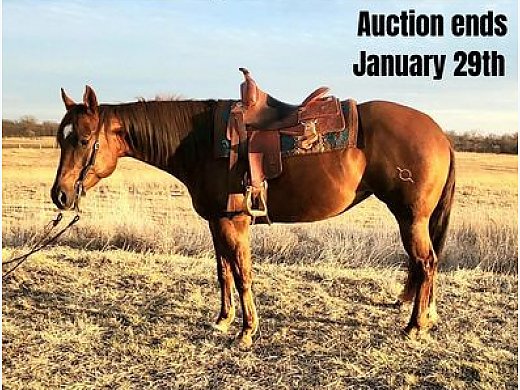 AQHA Reg, Chestnut Mare