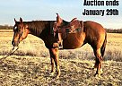 Quarter Horse - Horse for Sale in Cameron, MO 40501