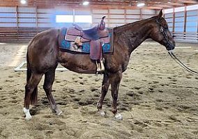 Quarter Horse