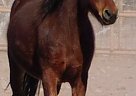 Quarter Horse - Horse for Sale in Cliff, NM 88028