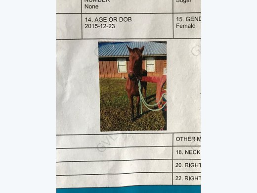 Beautiful Bay Mare For Sale