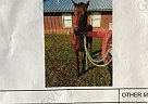 Quarter Horse - Horse for Sale in Wewahitchka, FL 32465