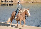 Haflinger - Horse for Sale in Weatherford, TX 40501