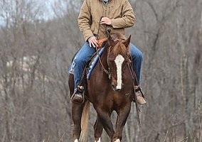Quarter Horse (Quarter Horse, Gelding) in Brodhead, KY