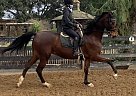 Fly Sky High - Gelding in San Diego, CA Fly Sky High - Gelding in San Diego, CA