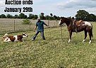 Appaloosa - Horse for Sale in Madisonville, TX 40501