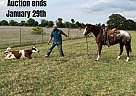 Appaloosa - Horse for Sale in Madisonville, TX 40501 Appaloosa - Horse for Sale in Madisonville, TX 40501