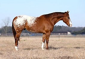 Appaloosa (Appaloosa, Gelding) in Madisonville, TX