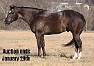 Appaloosa - Horse for Sale in Waco, TX 40501