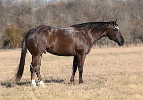 Appaloosa (Appaloosa, Gelding) in Waco, TX