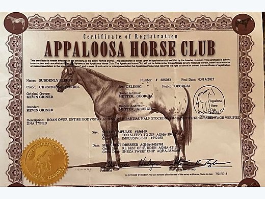 Fancy Appy Gelding