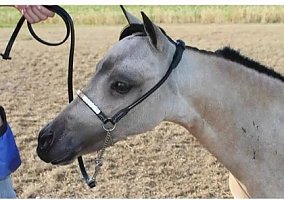 Miniature Horse (Miniature Horse, Mare) in West Frankfort, IL