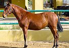 Andalusian - Horse for Sale in CANYON COUNTRY, CA 91387