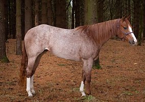 Quarter Horse (Quarter Horse, Mare) in Middletown, OH