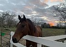 Trigger - Gelding in Santa Fe, TX Trigger - Gelding in Santa Fe, TX