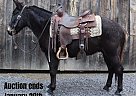 Mule - Horse for Sale in Everett, PA 40501