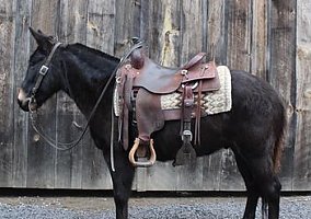 Mule