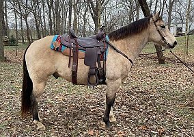 Quarter Horse (Quarter Horse, Gelding) in Midway, KY
