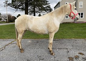 Paso Fino (Paso Fino, Mare) in Lancaster, PA