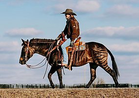 Quarter Horse (Quarter Horse, Mare) in Hillsboro, KY