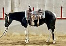 Paint - Horse for Sale in Lake Alma, SK S0C 1M0