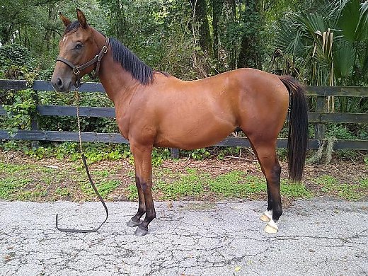 Thoroughbred Colt