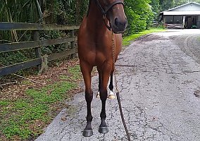 Thoroughbred (Thoroughbred, Gelding) in Ocala, FL