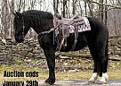 Draft - Horse for Sale in Everett, PA 40501