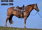 Quarter Horse - Horse for Sale in Millersburg, OH 40501