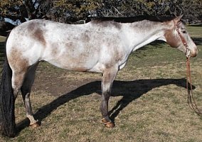 Appaloosa (Appaloosa, Mare) in Oglesby, TX