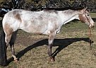 Appaloosa - Horse for Sale in Oglesby, TX 76561