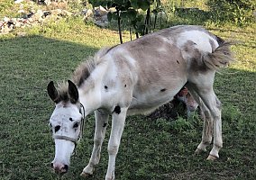 Mule (Mule, Gelding) in Kingsland, TX