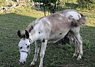 Mule - Horse for Sale in Kingsland, TX 78639