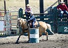 Quarter Horse - Horse for Sale in Kamloops, WA V2C 6W