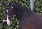 Holsteiner - Horse for Sale in Oborniki, 64-600 Holsteiner - Horse for Sale in Oborniki, 64-600