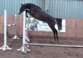 Warmblood (Warmblood, Mare)