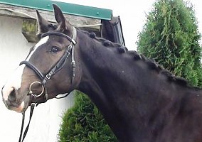Warmblood (Warmblood, Mare)