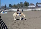 8yr old Quarter Horse Gelding Quarter Horse Stallion