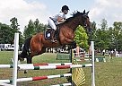Talented Gelding By Quick Star ! Westphalian Gelding