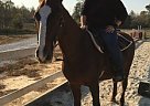Saddlebred Mare Saddlebred Mare