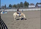 Quarter Horse - Horse for Sale in Santa Rosa, CA 