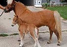 Miniature Mare for Sale in Dundee, New York Miniature Mare for Sale in Dundee, New York