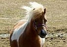 Miniature Mare for Sale in Dundee, New York Fancy's Faith