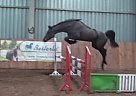 Holsteiner - Horse for Sale in Oborniki, 64-600 Holsteiner - Horse for Sale in Oborniki, 64-600