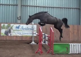 Warmblood (Warmblood, 16 yrs)