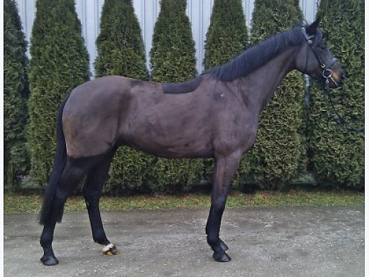 Charming Boy 4YO By Contenaro/Contender
