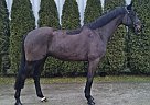 Holsteiner - Horse for Sale in Oborniki,  64-600